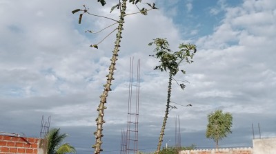 Arrancando tuca. Siembra, frutas, viajes
