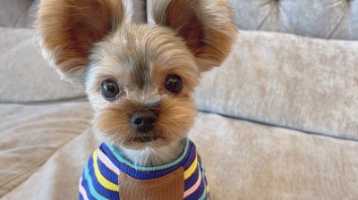 Recopilación de videos divertidos de mascotas