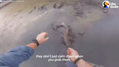 Man rescues shark with his bare hands