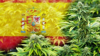 España aprueba el uso del cannabis con fines medicinales