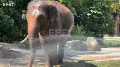 Elefante se da un baño con una manguera de bomberos