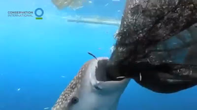 Tiburón ballena aprende a robar comida de las redes de los pescadores