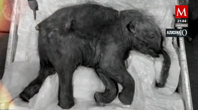 Encuentran una momia de una cría de mamut de 3000 años de antigüedad