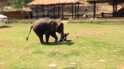 Elephant protects its keeper from attack by a stranger