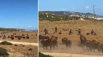 Vacas atacando a soldados en Cádiz