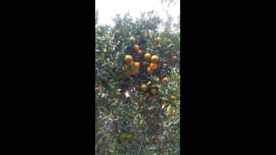 Mandarinas de Huaytu