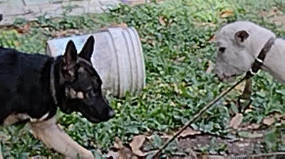 MI PERRO ADES DE 4 MESES