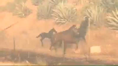 Un caballo vuelve a un incendio para salvar a su familia de las llamas