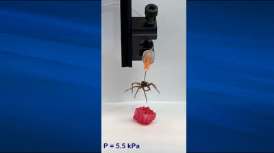 Crean robots a partir de arañas muertas