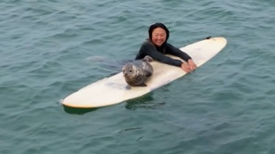 Foca bebé surfeando en San Diego